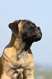 BULLMASTIFF 490